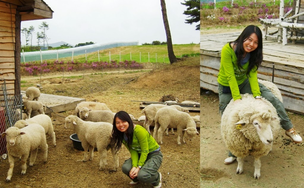 how to make money farming sheep